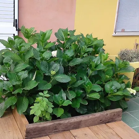 Il Tarlo * Seneghe