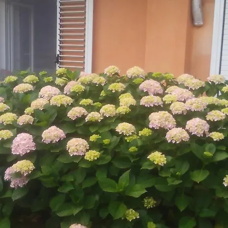 Bed & Breakfast Il Tarlo *