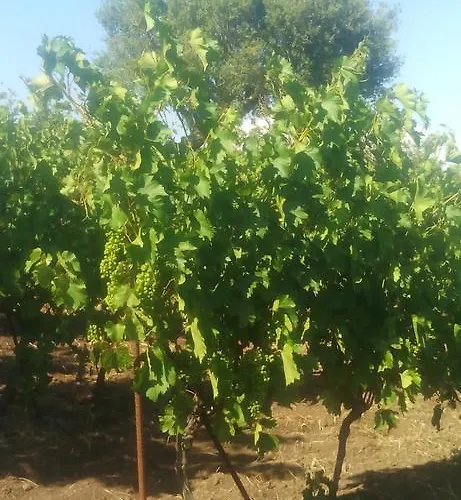 住宿加早餐酒店 Il Tarlo *